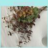 Eucalyptus Money Faux Leaf Stems For Indoor Outdoor Wedding Decoration Gift