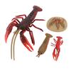 4 Pcs Lobster Life Cycle Model Set Realistic Learning Toys Growth Stage Lifelike Lobster for Home