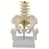 1 шт. ПВХ Модель человеческого таза с пятью поясничными позвонками и бедренной костью Ортопедия Модель позвоночного столба Модель позвоночника Скелет Анатомия