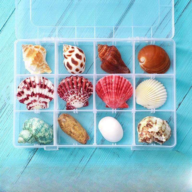 Shell conch, popular science materials, specimens, snail storage set, gift box, kindergarten marine life collection