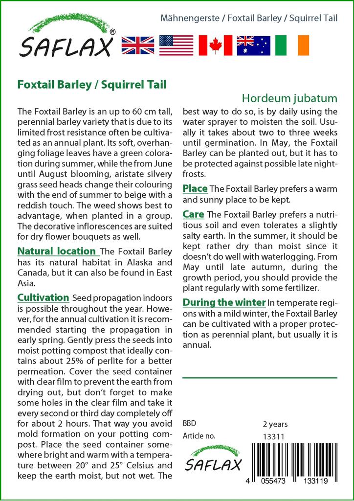 SAFLAX Лисохвост Ячмень / Беличий Хвост - 70 семян - Hordeum jubatum