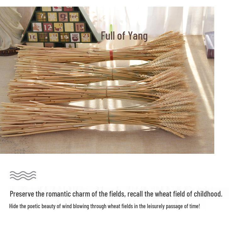 Natural Wheat Ear Dried Flower Bouquet: Barley Decor for Living Room, Bedroom, or Shop