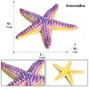 Oenux Ocean Animals Model Jellyfish Starfish Sea Anemone Coral Action Figures Aquarium PVC Miniature Educational Kids Toy Gift