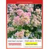 Blooming Tower Kaja Bougainvillea: Potted Indoor Flower Seedlings for Balconies