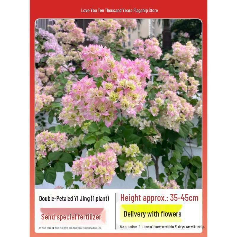 Blooming Tower Kaja Bougainvillea: Potted Indoor Flower Seedlings for Balconies