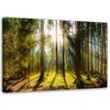 Canvas Print Forest Nature Landscape Sunbeams