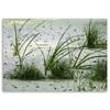 Canvas print, Grass dunes sand beach
