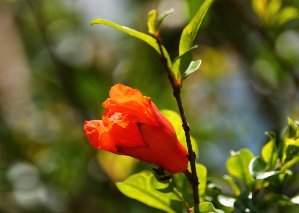 SAFLAX Карликовый гранат - 50 семян - С горшечным субстратом для лучшего выращивания - Punica granatum nana