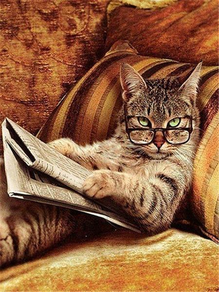 Алмазная картина Кот 5D DIY Алмазная вышивка Распродажа Вышивка крестиком Животные Стразы Мозаика Комплект украшения дома