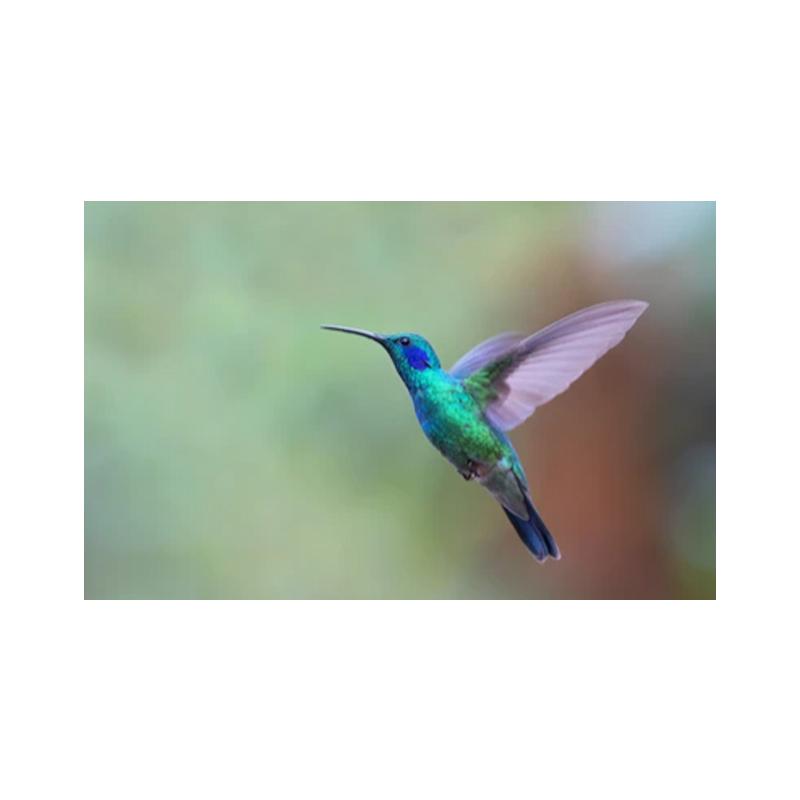 Плакаты и принты с колибри, картина на холсте, птицы, животные, куадрос, настенные художественные картины для гостиной, современный домашний декор, без рамки