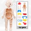 Non-Toxic Montessori Toys Children Science Education Human Body Organ Anatomy Model Diy Assembled Medical Toys Teaching Tools Child Kids
