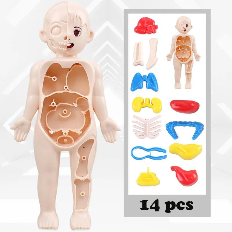 Non-Toxic Montessori Toys Children Science Education Human Body Organ Anatomy Model Diy Assembled Medical Toys Teaching Tools Child Kids