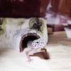 Amphibians Hollow Creative Small Reptile Caves Tortoise Hideout Lizard Hideout Caves Trunk Habitats
