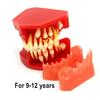 Стоматологическая детская модель молочных зубов Сменная модель Постоянные зубы Альтернативный дисплей Съемная демонстрация для обучающих моделей стоматологов