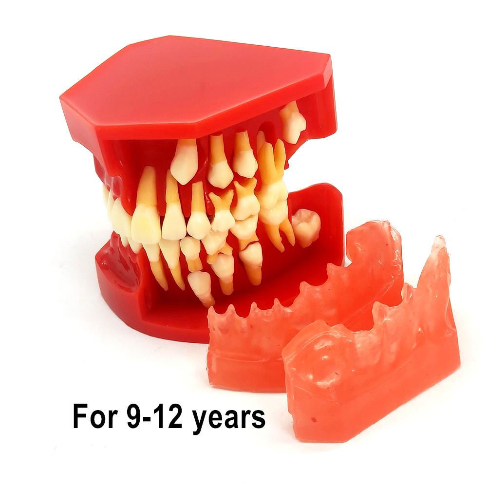 Стоматологическая детская модель молочных зубов Сменная модель Постоянные зубы Альтернативный дисплей Съемная демонстрация для обучающих моделей стоматологов