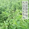 Лист Mesona chinensis, Лист Herba Chinese Mesona, Трава Mesona Liang Fen Cao 500г