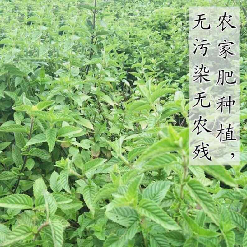 Лист Mesona chinensis, Лист Herba Chinese Mesona, Трава Mesona Liang Fen Cao 500г
