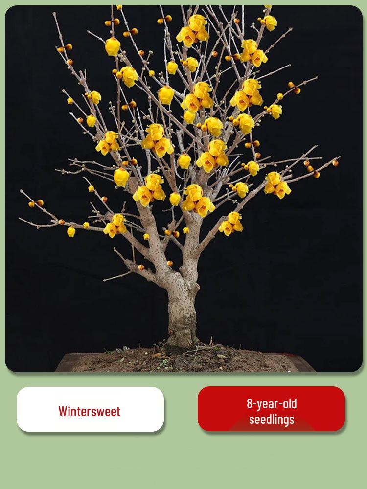 Cold-Resistant Winter Jasmine Bonsai with Old Trunk for Indoor or Balcony Decor - Red & Green All Season