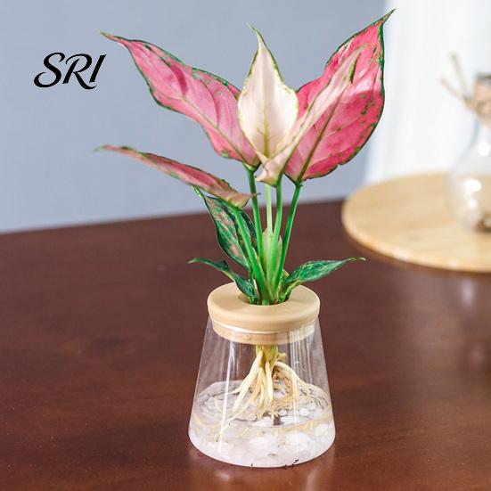 Hydroponic Plant Pot Flowerpot Self Watering with Transparent Glass Bottle And Easy Care Soft Stopper Planter Hydroponics Container for Home