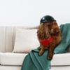 Dog Helmets Adjustable Pet Helmets Puppy Helmets Motorcycle Dog Helmets Dog Hat Dog Hat Safetys Helmets