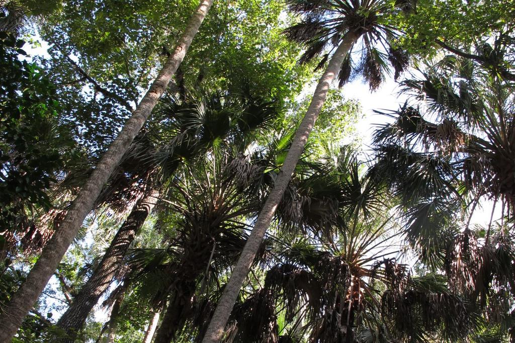 SAFLAX Пальметто Пальма - 8 семян - С горшечным субстратом для лучшего выращивания - Пальметто Сабаль