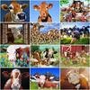 DIY 5D Diamond Painting Farm Cow Cross Stitch Mosaic Full Round Drill Animal Diamond Embroidery Rhinestone Art Decor Home