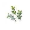 Green Plant Leaf Wedding Wrist Corsage & Hat Decoration