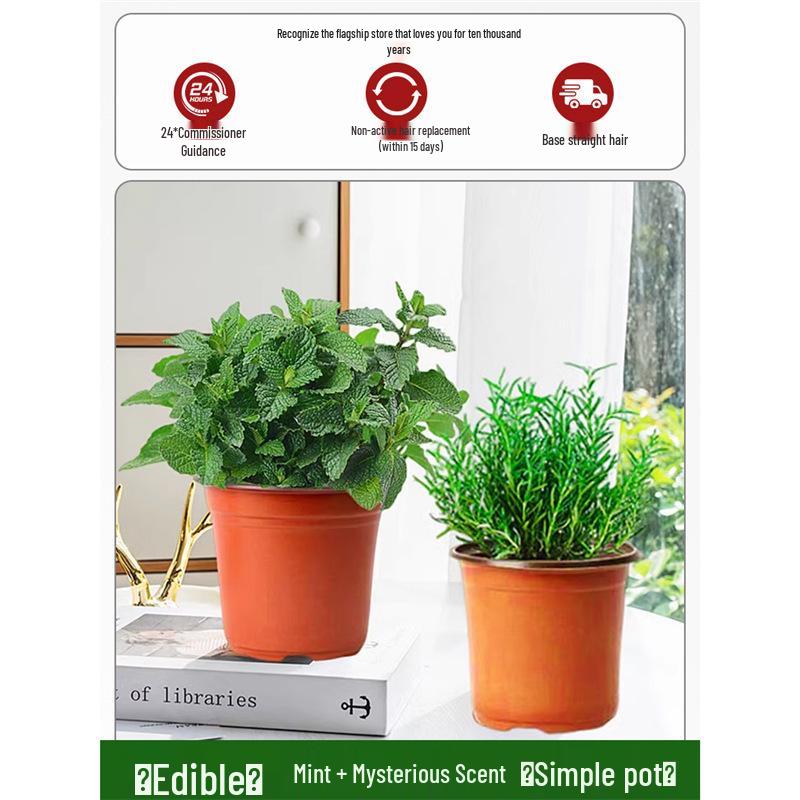 Potted Rosemary and Mint Seedlings: Edible, Mosquito-Repellent Herbs for Indoor Use