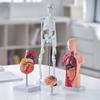 Human Anatomy Models Bundle Set, Brain, Human Torso Body, Heart, Skeleton Model Set of 4, Hands-on 3D Model Study Tools Teaching Models for Physiology