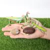 Grasshopper Snail Growth Cycle Praying Mantis Toy Cycle Mantis Figurine Life Cycle Figures
