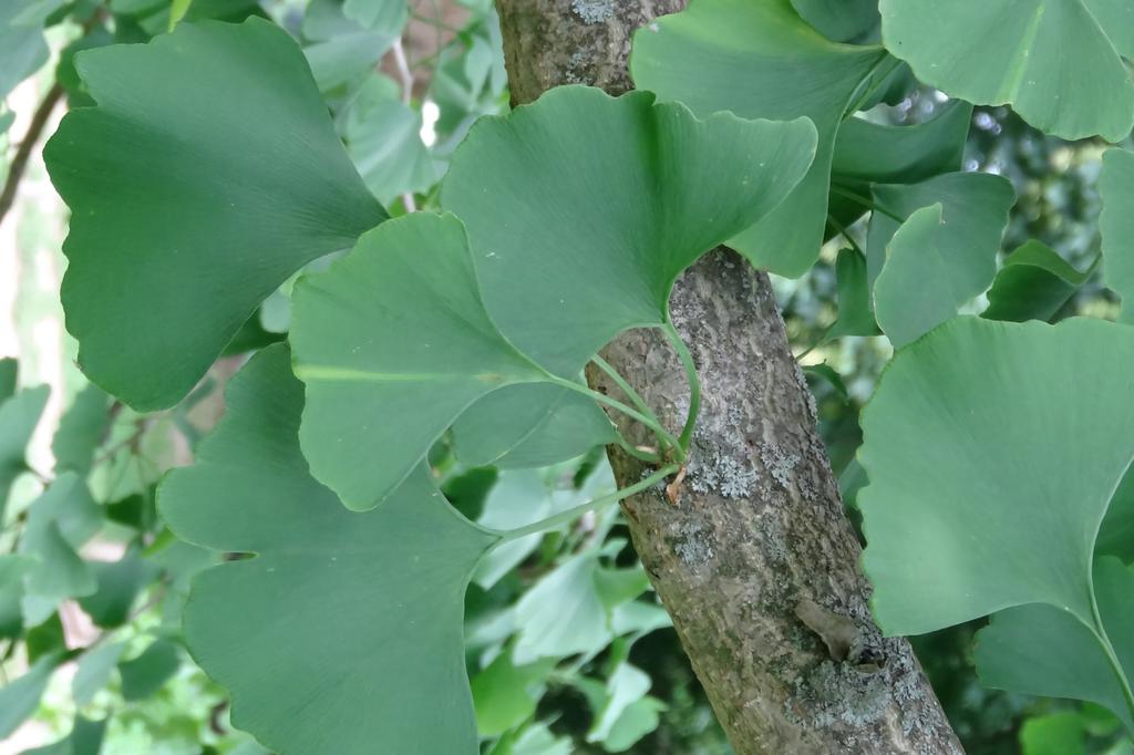 SAFLAX Авичий волос - 4 семени - Гинкго двулопастный