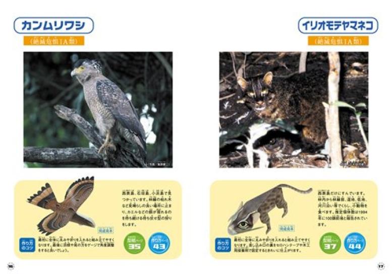 Rare Learn and Make Paper Crafts with 12 Red Creatures Okinawa's Creatures Data-Selected