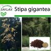 Giant Feather Grass - 10 Seeds - With Potting Substrate for Better Cultivation - Stipa Gigantea