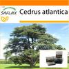 Garden In the Bag - North African Atlas Cedar - 20 Seeds - With Substrate In a Fitting Stand Up Bag - Cedrus Atlantica