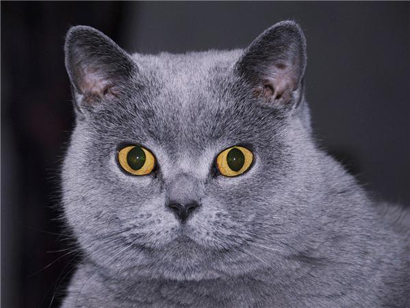 5d Diy Алмазная картина Новая коллекция Кошка Вышивка Мозаика Русская Голубая Животное Квадрат/круглый Домашний Декор