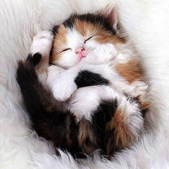 50X50CM Diy Алмазная картина Сова 5D Алмазная мозаика Распродажа Мультфильм Фотографии Стразами Вышивка Декор для дома