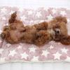 Pet Dog Cat Star Paws Bed Mat Soft Fleece Blanket Warm Sleeping Cushion Mattress