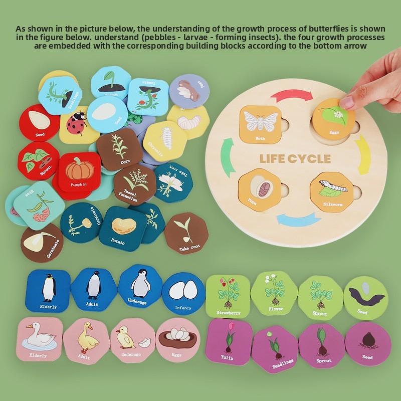 Wooden Educational Child Animal Plant Life Cycle Puzzle For Learning Early