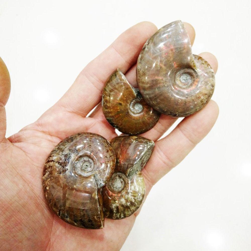 Crystal Collectibles Specimen Fossil Ammolite Facet Madagascar Stone Natural Iridescent Ammonite
