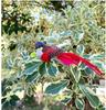 Feather Bird Ornament Lifelike Figurine for Home Decor Shelf or Table Display