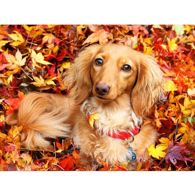 5D Diy Полный Круглый Квадратный Алмазная Картина Животных Собака Алмазная Вышивка Осенний Кленовый Лист Украшение Стены Домашнее Искусство