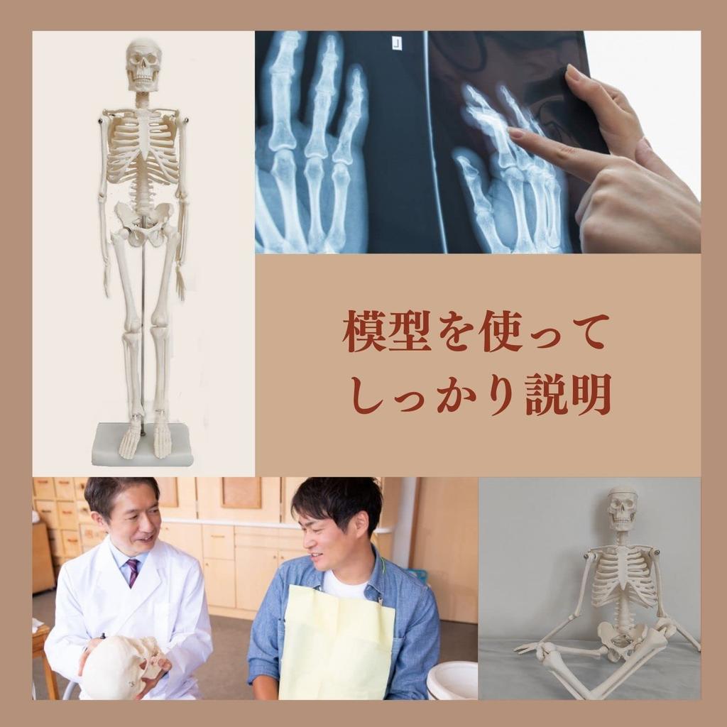 Семитонная модель скелета всего тела, 45 см скелет, модель человеческого тела, скелетный образец, скелет, шарнирный, модель человека, череп