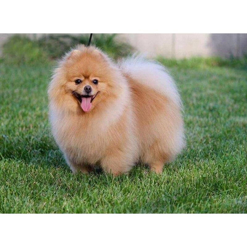 Новый 5D DIY алмазная живопись собака Алмазная вышивка животное вышивка крестиком полная квадратная круглая дрель ремесла домашний декор ручной художественный подарок