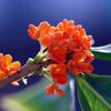 Golden Osmanthus Bonsai: Fragrant Indoor/Outdoor Tree for Courtyard or Ground Planting, Easy Care, Year-Round Blooms.