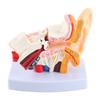 Ear Model Anatomy 1.5:1 Magnified Scientific Professional Simulation Small Human Anatomy Model