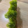 1 Branch Artificial Plant Fresh-keeping Vivid UV-resistant Flower Arrangement Fake Pine Stem for Courtyard