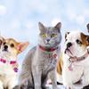 Cat Dog Paw Print Pet Glitter Pendant Anti-Lost Pet Collar Tag Pendant Dog Cat Tags  Kitten