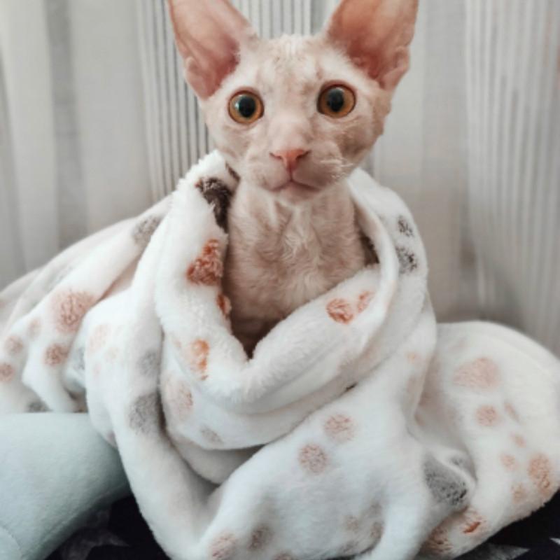 Милый теплый коврик для кровати для собак, чехол для маленьких, средних и больших кошек, собачьих лап, ручной работы, принт, щенок, домашнее животное, флис, мягкое одеяло, зимний спальный коврик для собак