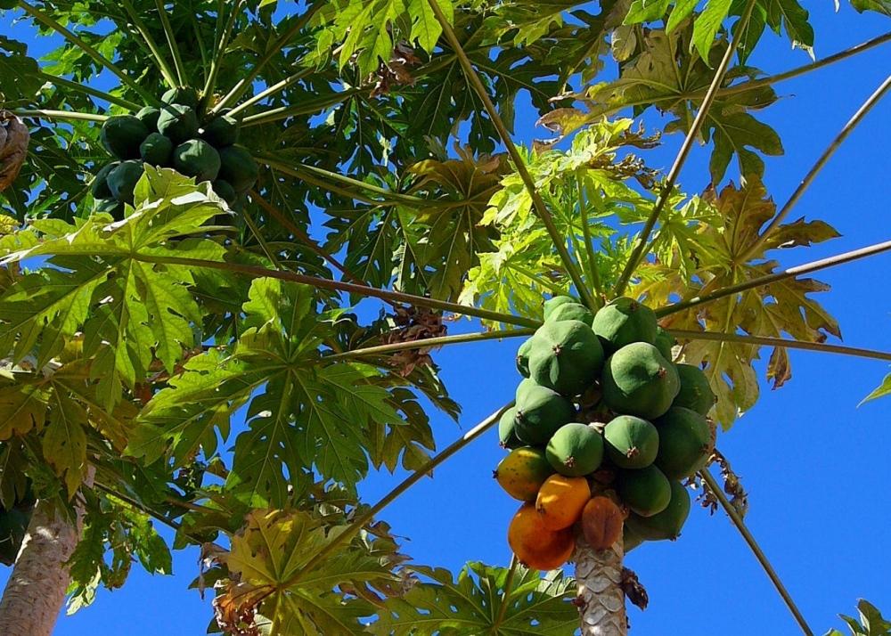 SAFLAX Дынное дерево - 30 семян - Carica papaya