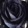 Искусственные черные розы на длинном стебле, пластиковый материал, никогда не увядают, подходят для Дня святого Валентина, семейной свадебной вечеринки, атмосферы Хэллоуина